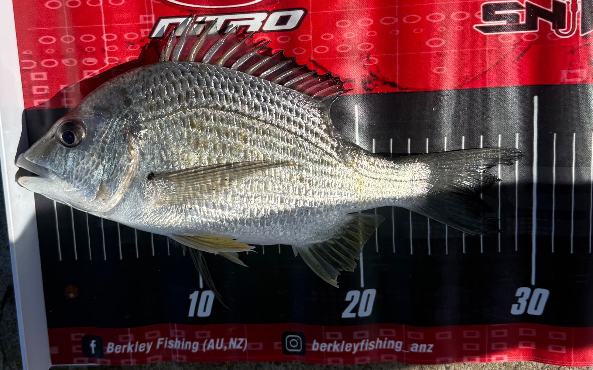 Ashton Mischke — Bream
