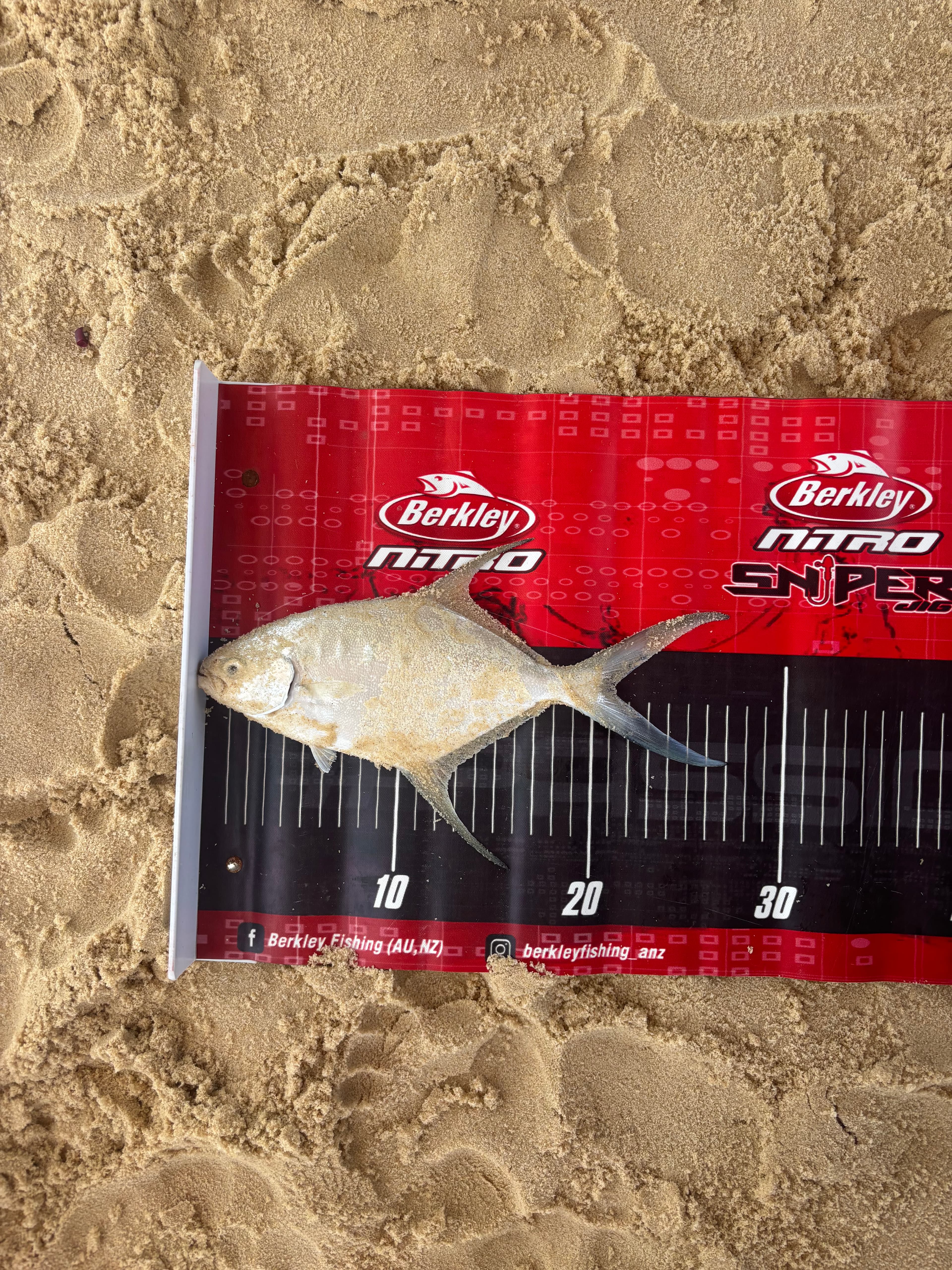 Ashton Mischke — Trevally