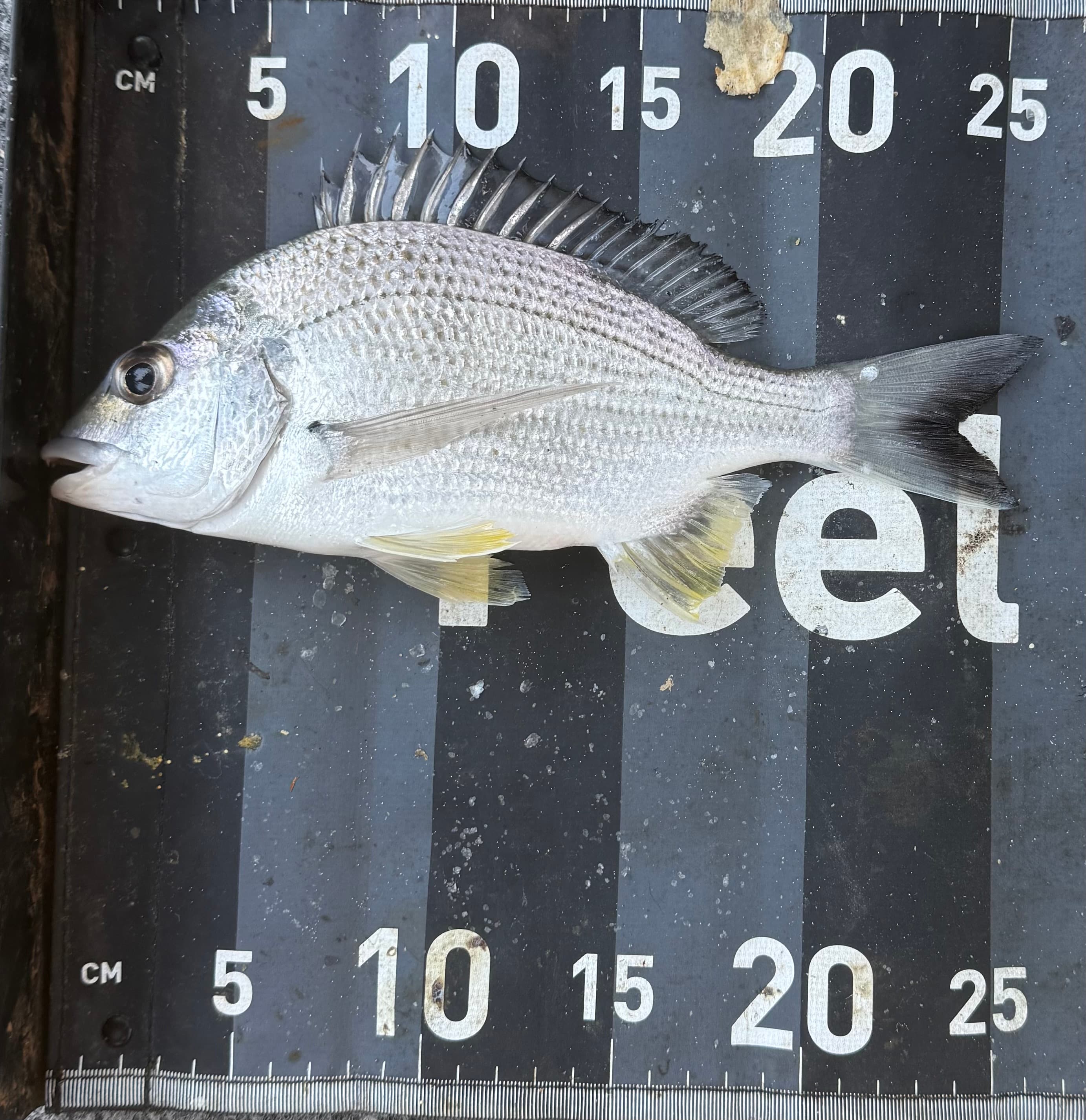 Ashton Mischke — Bream