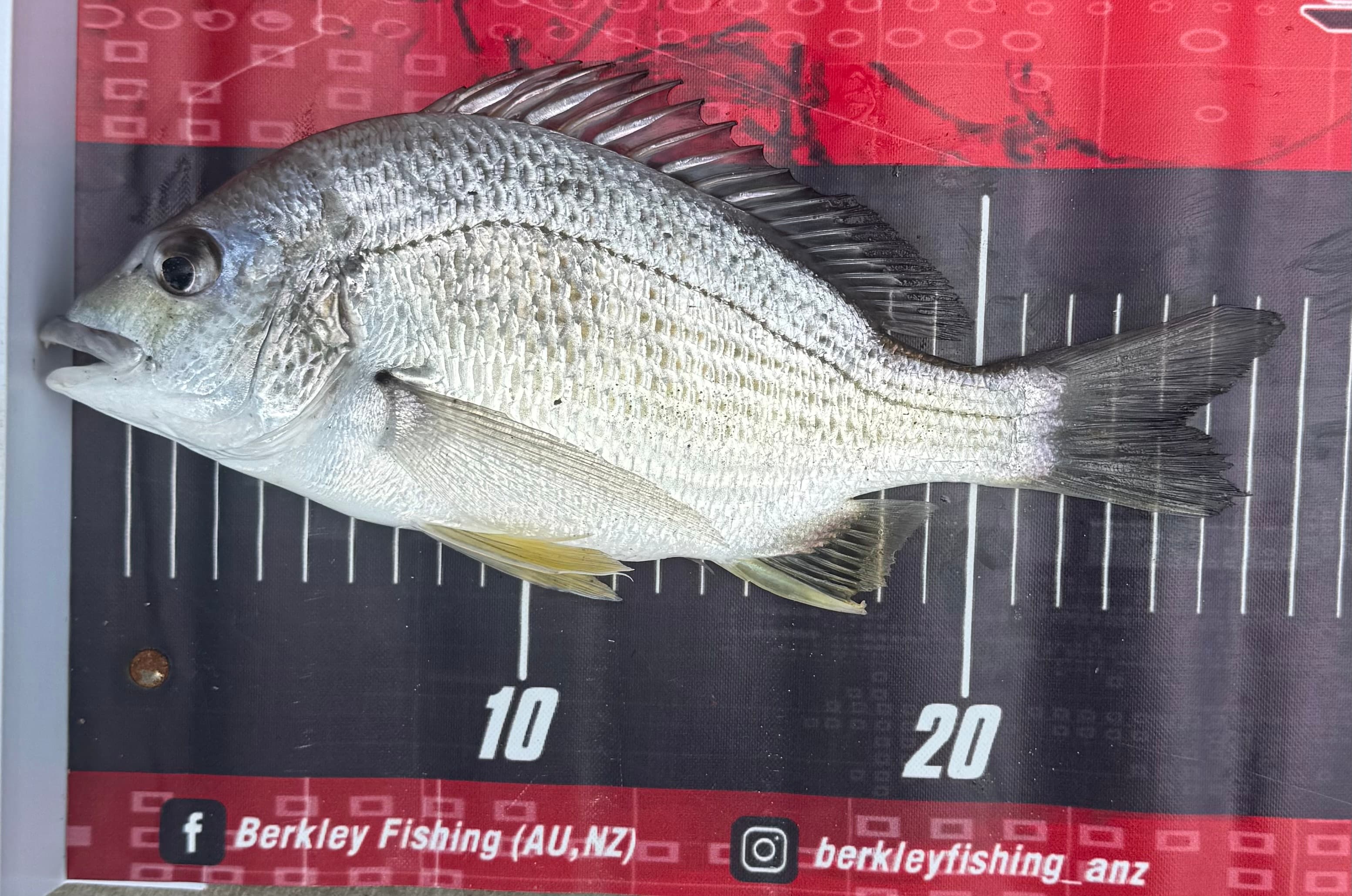Billy Mischke — Bream