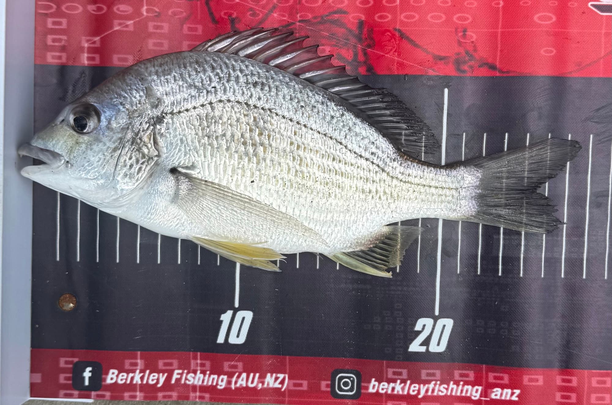Billy Mischke — Bream