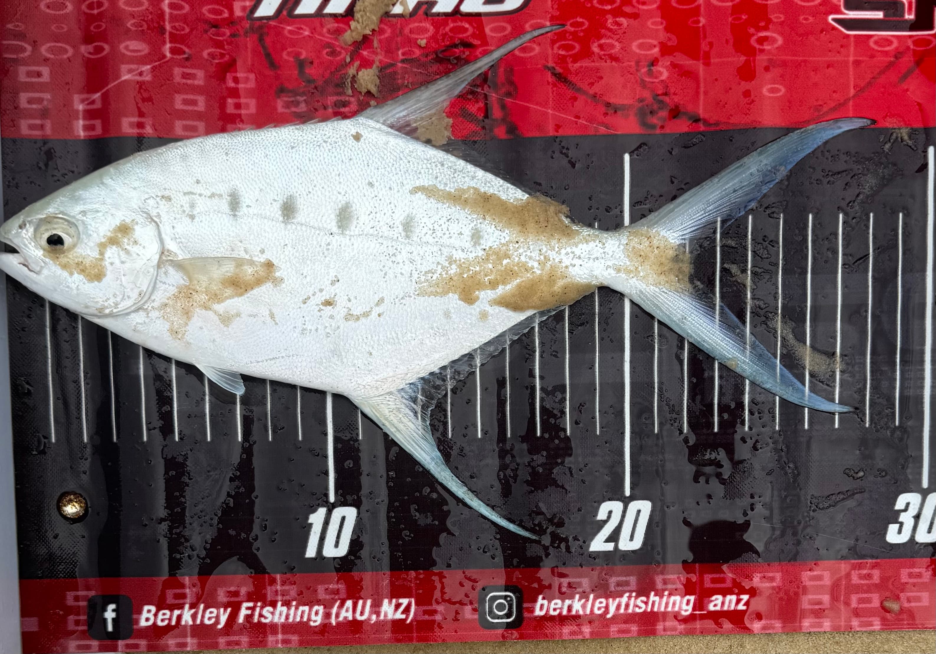 Ashton Mischke — Trevally
