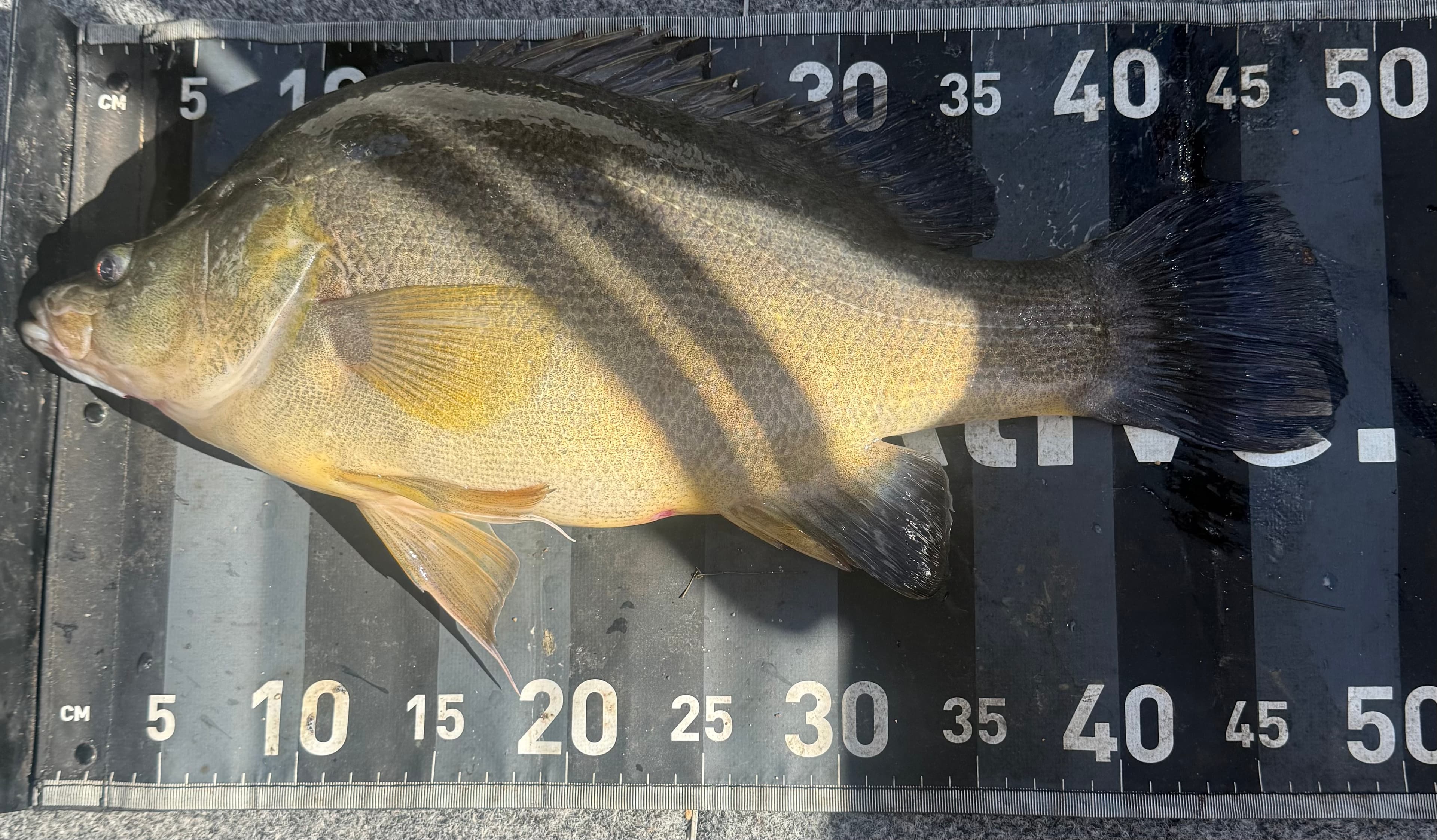 Ashton Mischke — Golden Perch