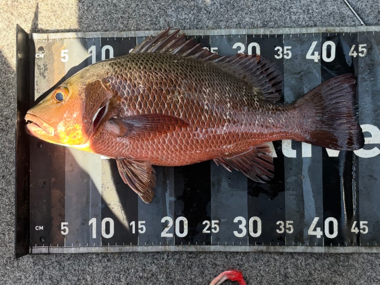 Billy Mischke — Mangrove Jack