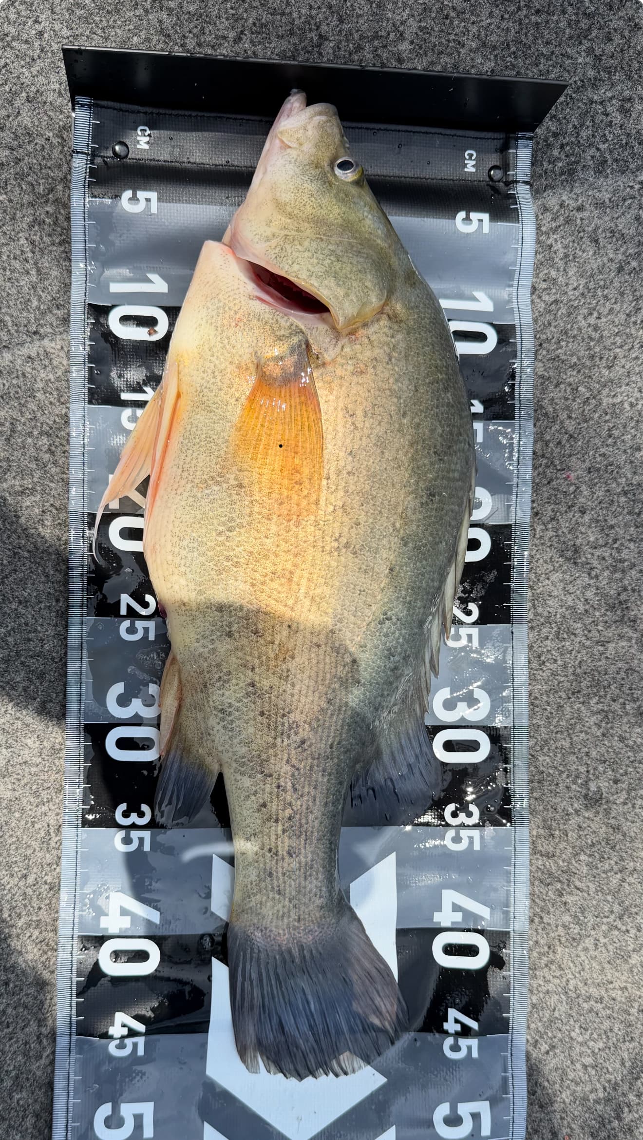 Ashton Mischke — Golden Perch