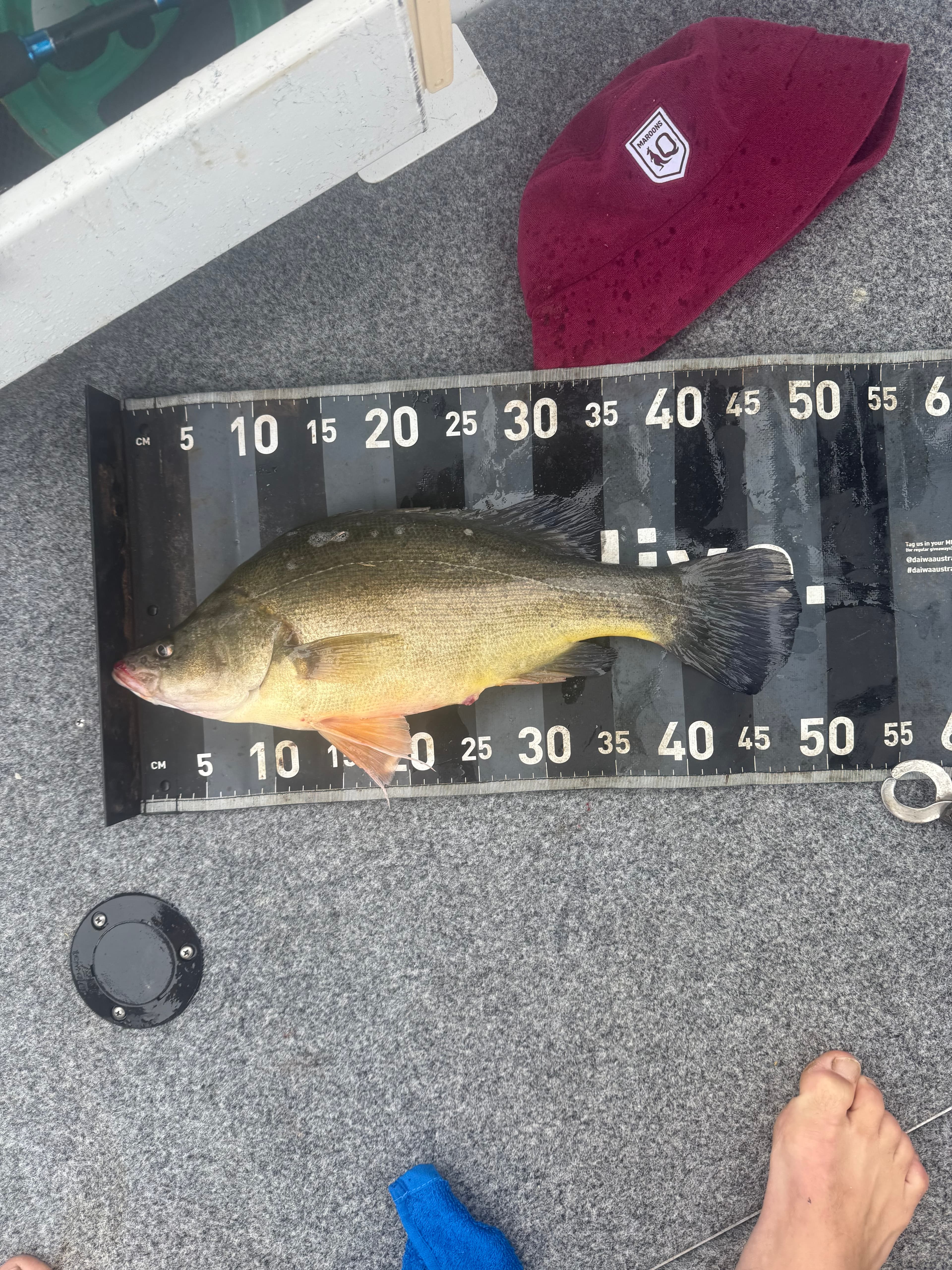 Billy Mischke — Golden Perch