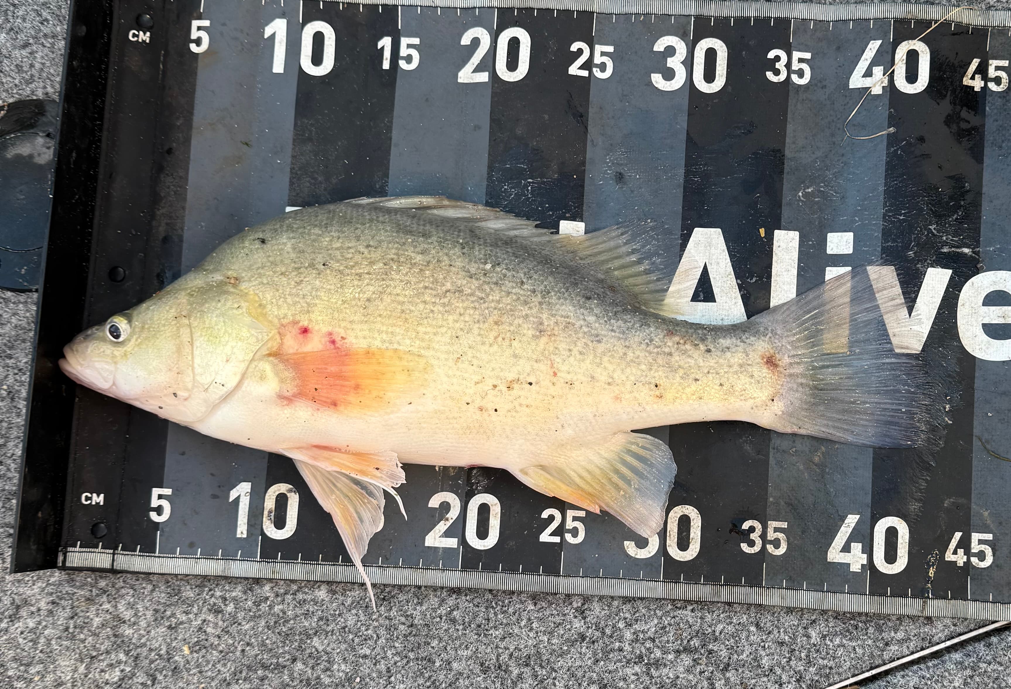 Billy Mischke — Golden Perch